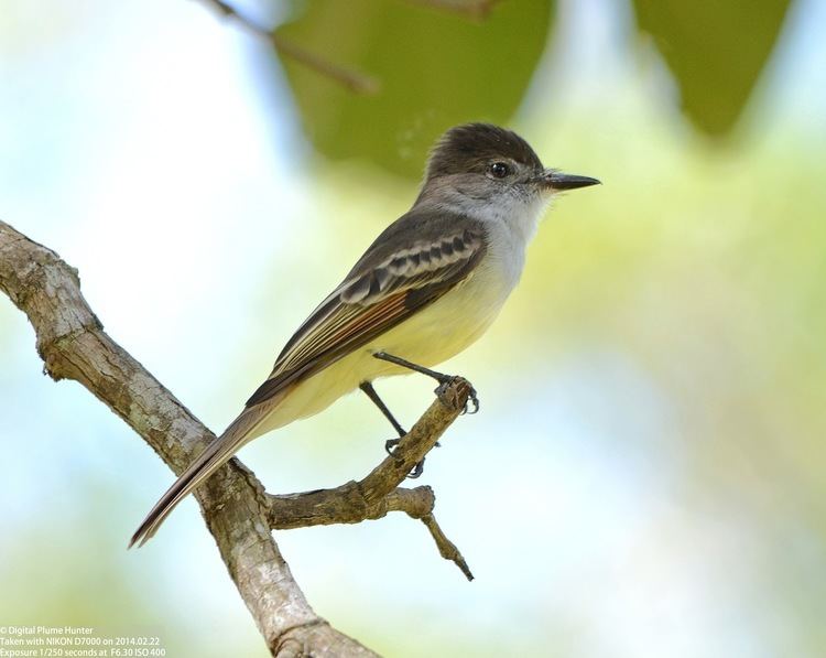Stolid flycatcher Hunting Digital Plumes in the US and Beyond Euphonia Euphoria
