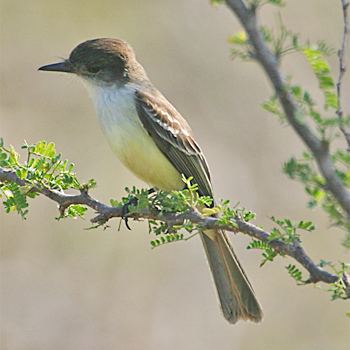 Stolid flycatcher Birdfinders Birdwatching Holidays Jamaica