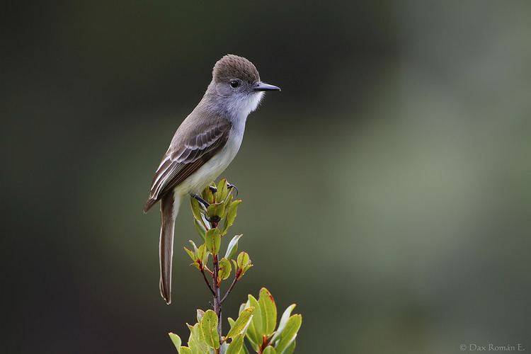 Stolid flycatcher Manuelito Myiarchus stolidus Stolid Flycatcher Flickr