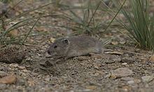 Stolička's mountain vole httpsuploadwikimediaorgwikipediacommonsthu