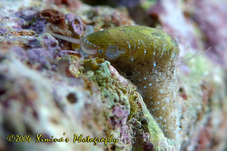 Stomatella Stomatella Melev39s Reef Inc