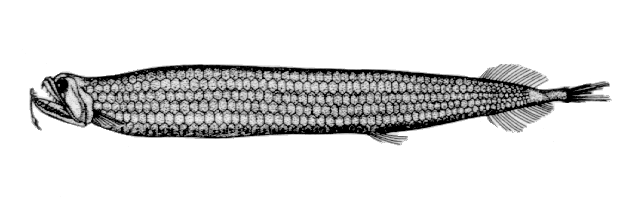 Stomias Fish Identification