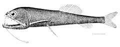 Stomiidae httpsuploadwikimediaorgwikipediacommonsthu