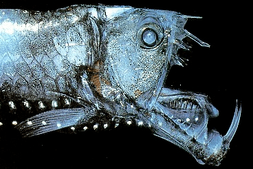 Stomiiformes Animals Viperfish