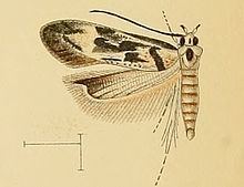 Stomopteryx httpsuploadwikimediaorgwikipediacommonsthu