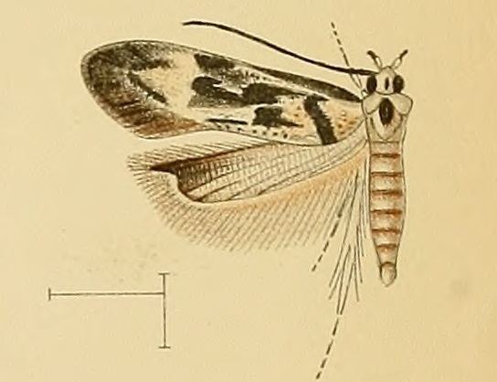 Stomopteryx schizogynae