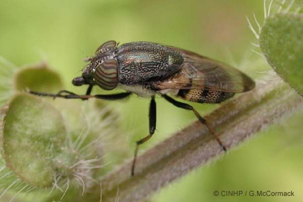 Stomorhina Cook Islands Biodiversity Stomorhina discolor Eyestriped Blowfly
