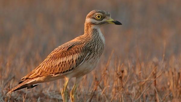 Stone-curlew The RSPB Projects EU LIFE Project Securing the future of the