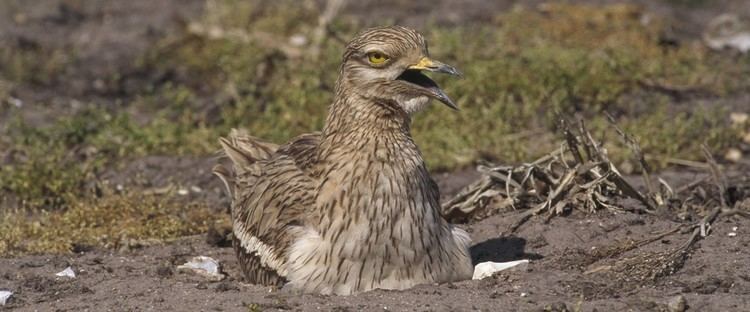 Stone-curlew The RSPB Stonecurlew