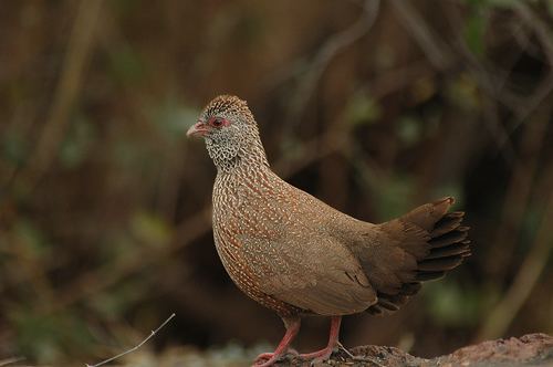 Stone partridge httpsuploadwikimediaorgwikipediacommons11