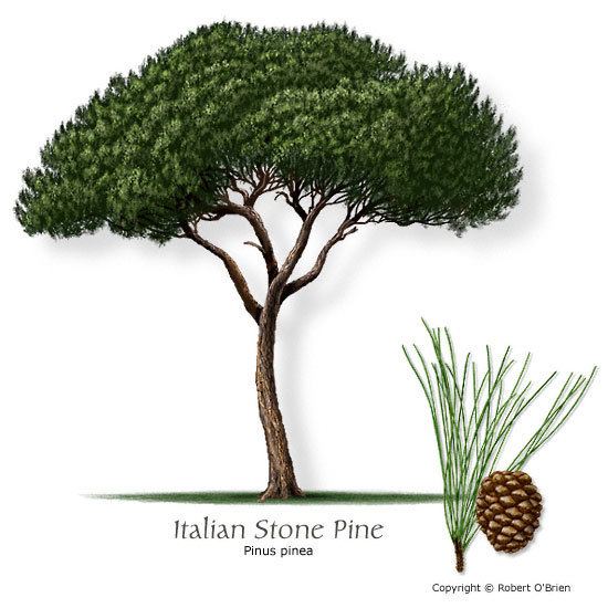 Stone pine Texas Tree Selector Tree Description