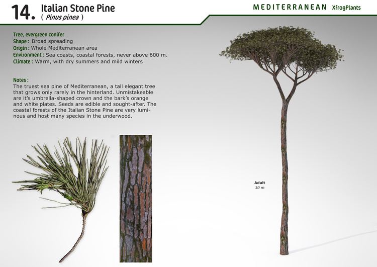 Stone pine XfrogPlants Italian Stone Pine Xfrogcom