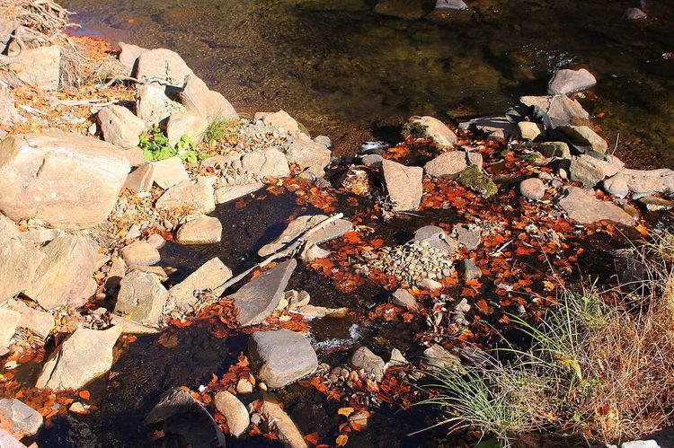 Stone Run (Bowman Creek)