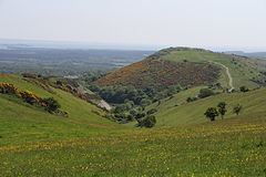 Stonehill Down Nature Reserve httpsuploadwikimediaorgwikipediacommonsthu