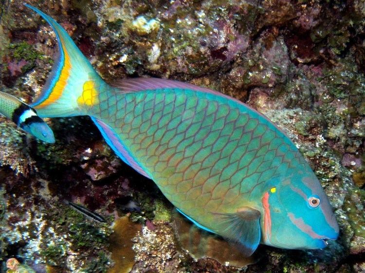 Stoplight parrotfish Stoplight parrotfish