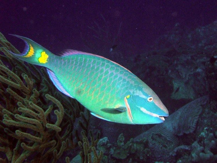 Stoplight parrotfish staticpanoramiocomphotoslarge48440943jpg