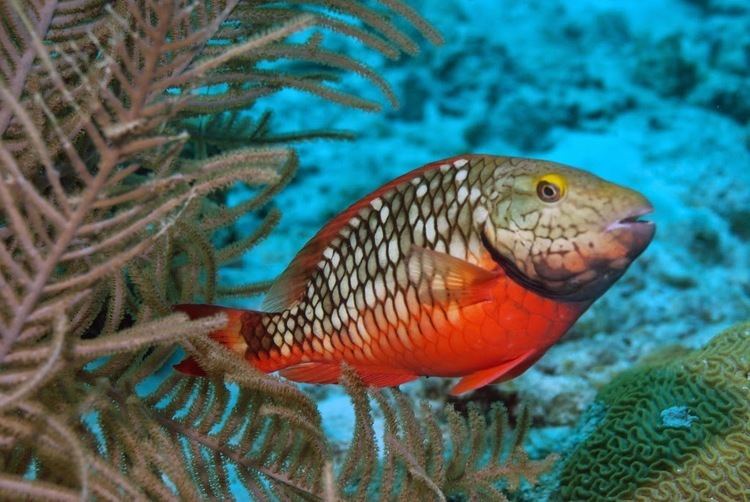 Stoplight parrotfish Salt Whistle Sailing 5 INTERESTING FACTS ABOUT STOPLIGHT PARROTFISH