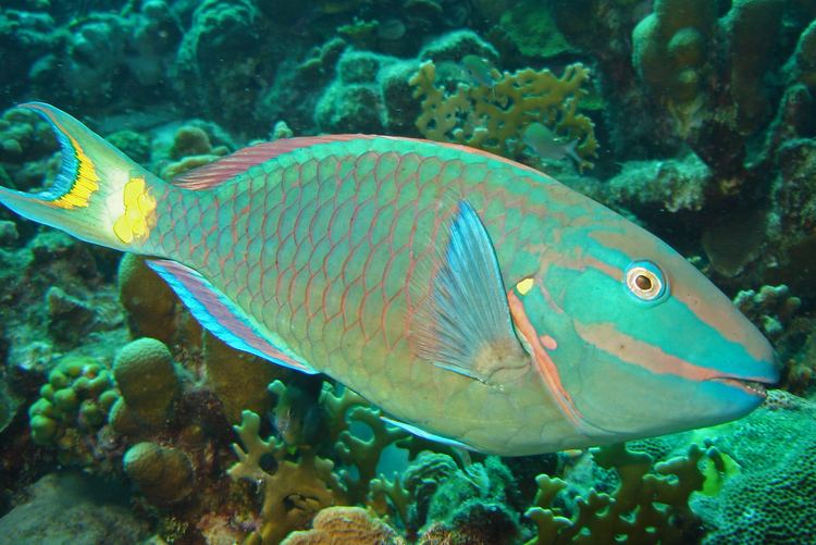 Stoplight parrotfish Stoplight parrotfish Wikipedia
