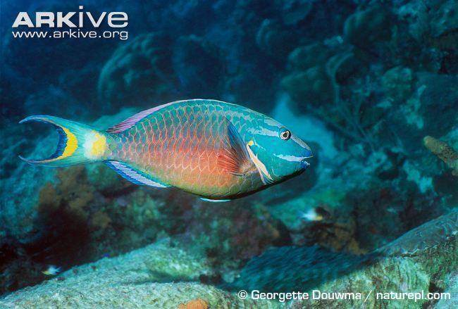 Stoplight parrotfish Stoplight parrotfish videos photos and facts Sparisoma viride