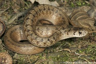 Storeria Storeria dekayi Northern brown snake Discover Life mobile