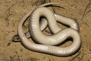 Storeria dekayi Storeria dekayi Northern brown snake Discover Life mobile