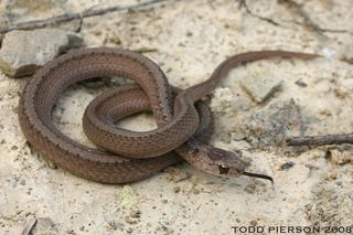 Storeria dekayi Storeria dekayi Northern brown snake Discover Life