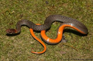 Storeria occipitomaculata Storeria occipitomaculata Florida Redbelly Snake Discover Life