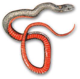 Storeria occipitomaculata Snakes of Massachusetts