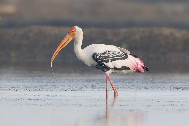 Stork Stork Wikipedia