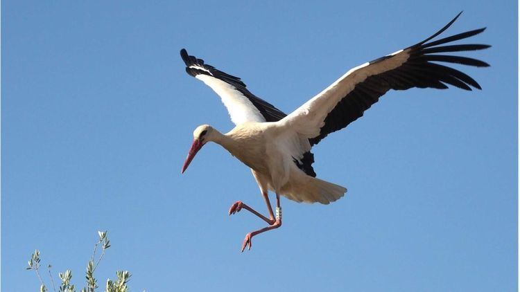 Stork Storks shun migration for junk food BBC News