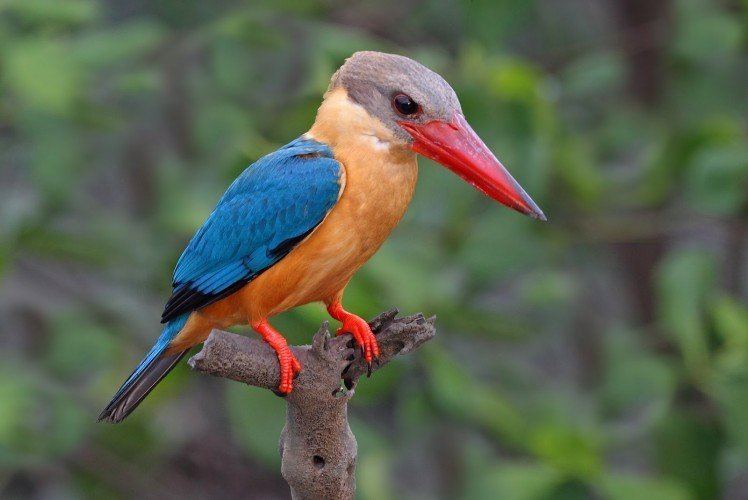 Stork-billed kingfisher httpsfeaturedcreaturecomwpcontentuploads20