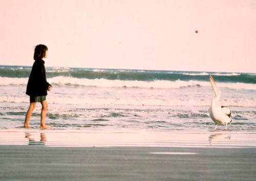 Storm Boy (film) And The Winner Is Storm Boy 1977 The Outland Institute