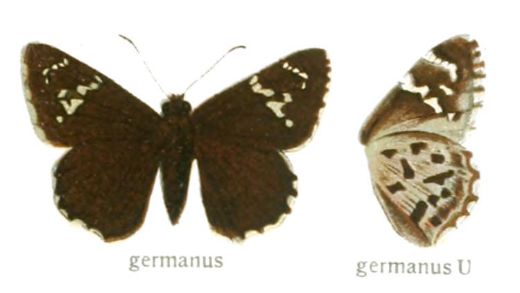 Strabena germanus