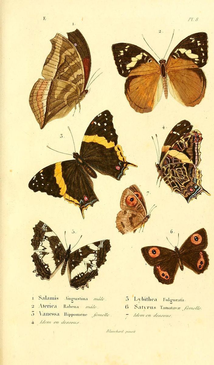 Strabena tamatavae