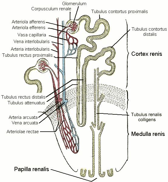 Straight arterioles of kidney