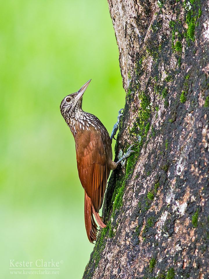 Straight-billed woodcreeper wwwkesterclarkenetwpcontentuploads201403IM