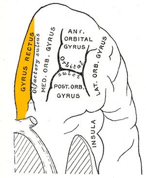 Straight gyrus