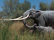 Straight-tusked elephant httpsuploadwikimediaorgwikipediacommonsthu