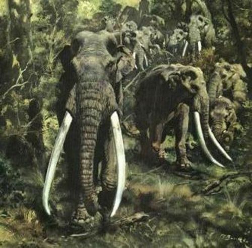 Straight-tusked elephant straighttusked elephant Natural History