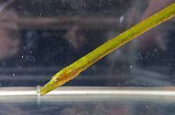 Straightnose pipefish Straightnose pipefish Wikipedia
