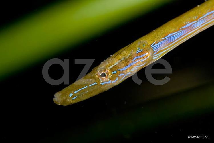 Straightnose pipefish Straightnose pipefish Nerophis ophidion Azote