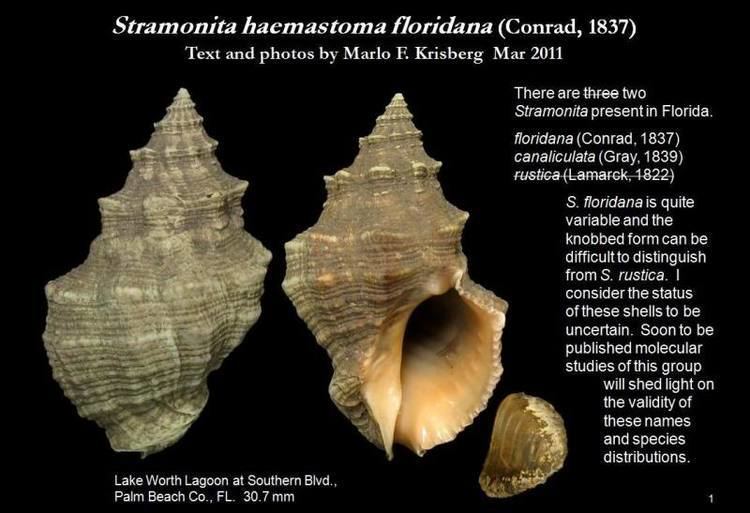 Stramonita Let39s Talk Seashells gt Stramonita haemastoma floridana Conrad 1837