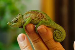 Strange-nosed chameleon httpsuploadwikimediaorgwikipediacommonsthu