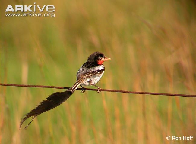 Strange-tailed tyrant Strangetailed tyrant videos photos and facts Alectrurus risora