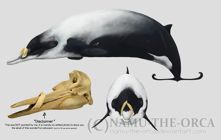 Strap-toothed whale Straptoothed whale by namutheorca on DeviantArt