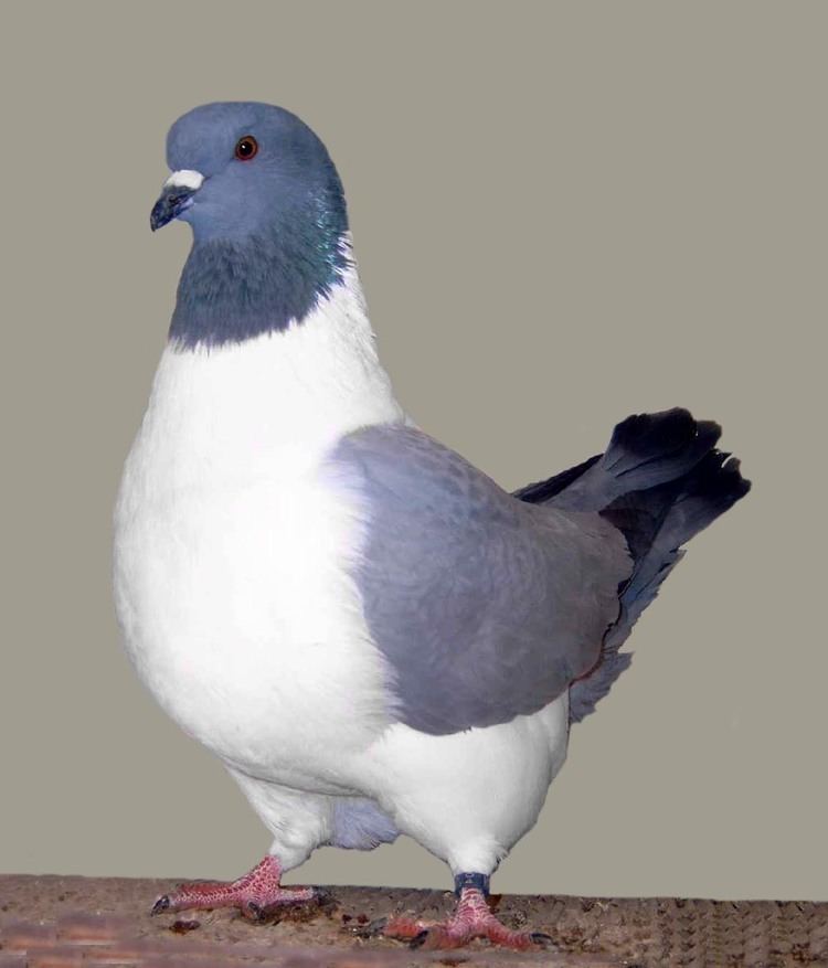 Strasser pigeon httpsuploadwikimediaorgwikipediacommons99
