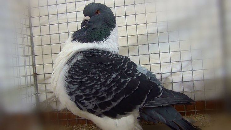 Strasser pigeon Strasser Pigeons YouTube