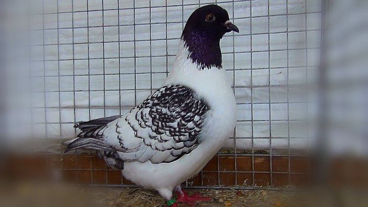 Strasser pigeon Pigeon Strasser de Moravie YouTube