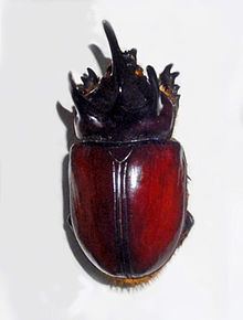 Strategus (beetle) httpsuploadwikimediaorgwikipediacommonsthu