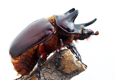 Strategus (beetle) Friday Beetle Blogging Strategus Ox Beetle Myrmecos Blog